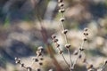 Thin prickly plant in spring after winter. Rough with small buds all over the branch.