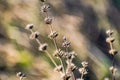 Thin prickly plant in spring after winter. Rough with small buds all over the branch.