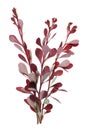 Thin prickly red branches of an spring may decorative garden ba