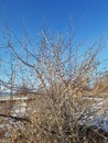 Thin prickly stalks of a dry bush