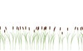Thin reed stalks plant seamless pattern on white background
