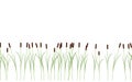 Thin reed stalks plant seamless pattern on white background Royalty Free Stock Photo