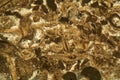 Thin section of Miocene limestone under the microscope