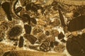 Thin section of Miocene limestone under the microscope