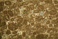 Thin section of Paleozoic limestone under the microscope Royalty Free Stock Photo