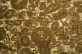 Thin section of Paleozoic limestone under the microscope Royalty Free Stock Photo