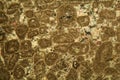 Thin section of Paleozoic limestone under the microscope Royalty Free Stock Photo