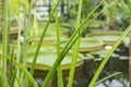 Thin sedge leaves in the foreground and large round leaves of Victoria amazonica against the background; soft focus Royalty Free Stock Photo