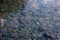 A thin sheet of ice forms on top of a river