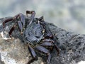 Thin-shelled Rock Crab - Grapsus tenuicrustatus