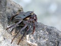 Thin-shelled Rock Crab profile - Grapsus tenuicrustatus Royalty Free Stock Photo