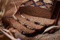 Thin Sliced Brown Chocolate Cake