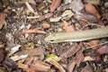 Thin snake, Mimophis mahfalensis,reservations Tsingy, beautiful snake Madagascar Madagascan Giant Hognose, Lioheterodon madagascar