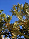 Thin spider web between cactus branches against the blue sky