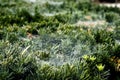 Thin spider web on pine branches of fir-tree Royalty Free Stock Photo