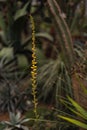 Thin spikelet with yellow flowers Buzulnik Vicha