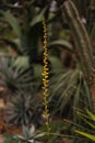 Thin spikelet with yellow flowers Buzulnik Vicha