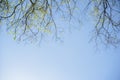 Thin spring twigs of a tree against a blue sky. Royalty Free Stock Photo