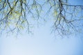 Thin spring twigs of a tree against a blue sky. Royalty Free Stock Photo