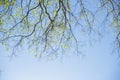 Thin spring twigs of a tree against a blue sky. Royalty Free Stock Photo