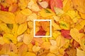 Thin square hollow frame lies on yellow and red fallen leaves