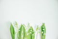 Thin stalk with many flowers bells. White lilies of the valley. Convallaria. Background picture. Green leaves. Forest flower. Royalty Free Stock Photo