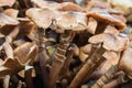 Thin Stemmed Wild Mushrooms