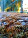 Thin stalks of moss growing on the asphalt