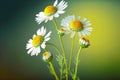 thin stems with white yellow chamomile heads on blurry green background Royalty Free Stock Photo