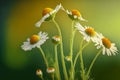 thin stems with white yellow chamomile heads on blurry green background Royalty Free Stock Photo