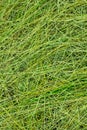 Thin stems of wild herbs. Texture, fresh hay background. The view from the top Royalty Free Stock Photo