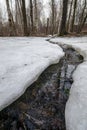 A thin stream with melt water in the forest