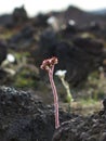 Thin sunlit flower growing on a solid lava field