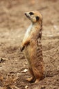 Thin tail mongoose Royalty Free Stock Photo