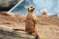 Thin tail mongoose Royalty Free Stock Photo