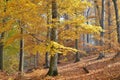 Thin tall trees with yellow leaves and the leafy ground