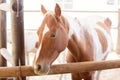 A thin tan and white horse in an outdoor stable. Royalty Free Stock Photo