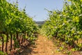 Thin tender, not yet cut shoots of young vines of low grape bushes grow on gravel yellow Provencal soil reach for clear sky sun. Royalty Free Stock Photo
