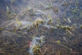 Thin transparent figurate layer of ice on water surface