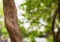 Thin tree trunk. Plant on a blurred background forest, eco pattern with space for text Royalty Free Stock Photo