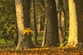 Tree trunks in a forest with golden crunchy autumn leaves on the ground