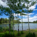 Thin tree trunks frame a lovely lake on a summer day in British Columbia Royalty Free Stock Photo