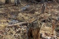 Thin trunks of trees chewed by beavers in the forest, leaving only stumps behind on the frozen ground Royalty Free Stock Photo