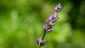 Thin twig of lavender Lavandula angustifolia, Lavandula officinalis with lilac flower buds on blurred green background in spring Royalty Free Stock Photo