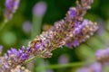 Wasp on a sprig of lavender