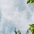 Thin white clouds with green srikaya fruit and banana leaves