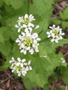 Thin white flowers