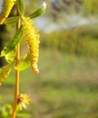 Thin willow (Osier) branches with fresh green leaves and catkins. Spring macro background with copy space Royalty Free Stock Photo