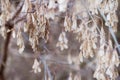 Box Elder tree seeds hang from the branches in early winter; Royalty Free Stock Photo