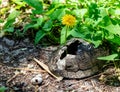 Thin yellow dandelion sprouted through an old broken tortoise shell that lies on the ground next to a small river shell in a